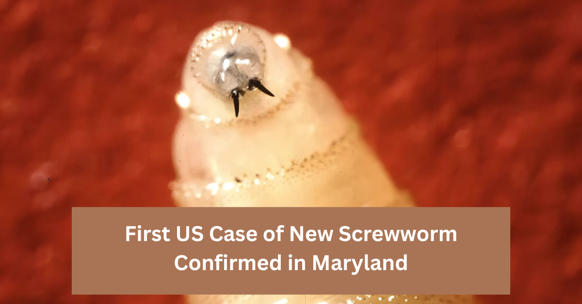 First US Case of New Screwworm Confirmed in Maryland: What to Know