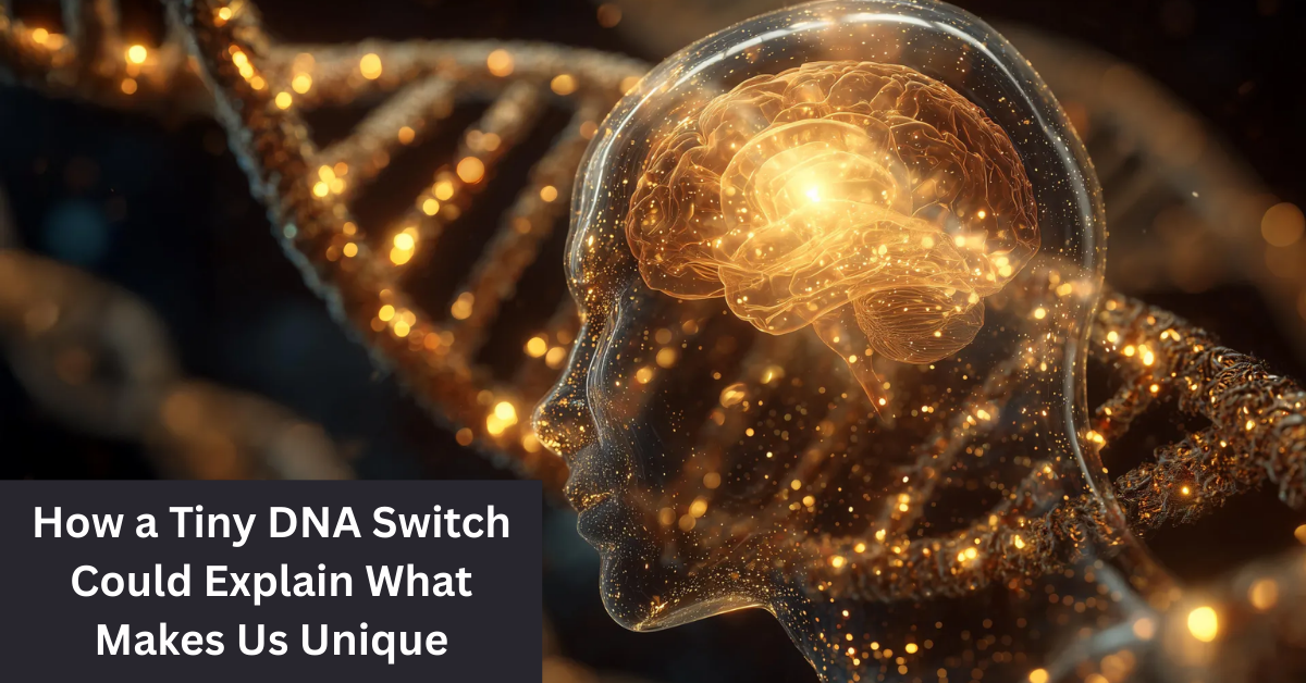 Unlocking the Human Mystery: How a Tiny DNA Switch Could Explain What Makes Us Unique
