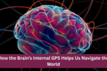 How the Brain’s Internal GPS Helps Us Navigate the World
