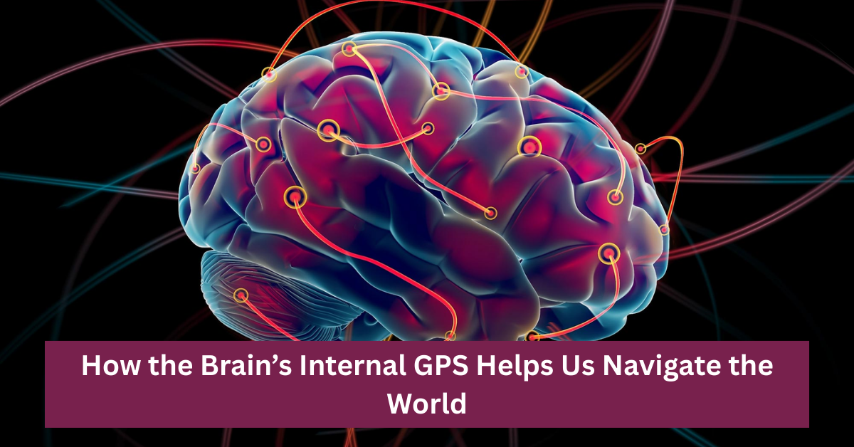 How the Brain’s Internal GPS Helps Us Navigate the World